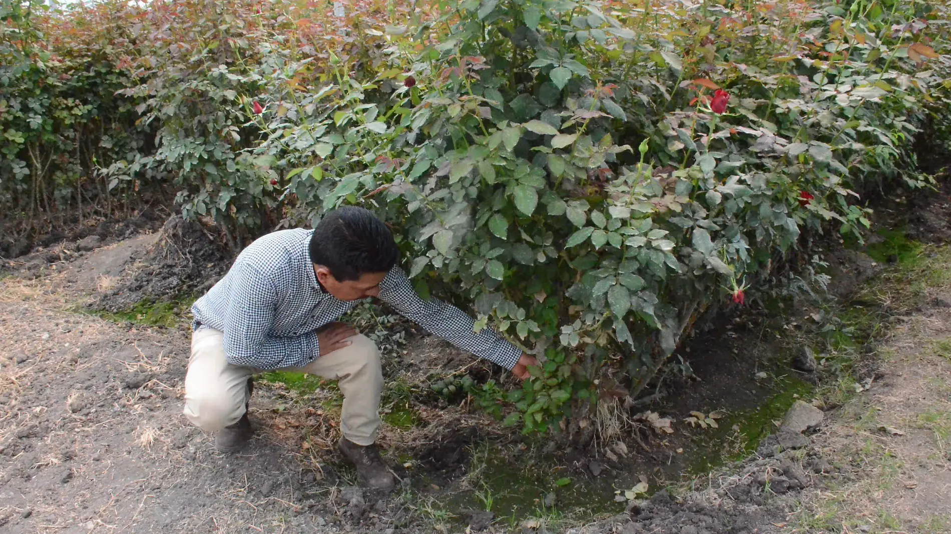 Cultivos de rosas de El Organal se han visto siniestrados por presencia de la plaga